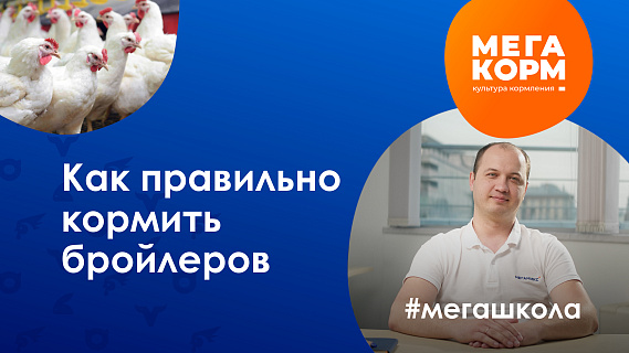 Как правильно кормить бройлеров? МЕГАШКОЛА – Культура кормления! 